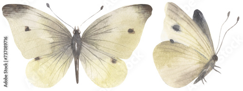 Cabbage White Butterfly. Watercolor hand drawing painted illustration. photo