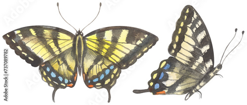 Tableau sur toile Canadian Tiger Swallowtail Butterfly