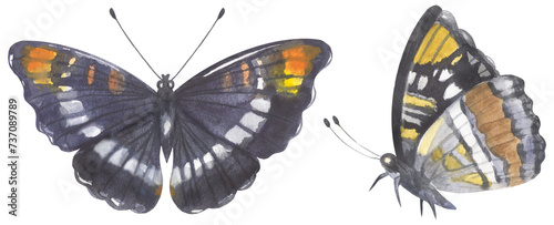 Canvas Print California Sister Butterfly