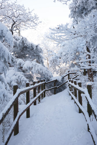 대한민국 한국의 눈덮인 나무가 가득한 숲의 상고대와 눈꽃이 만연한 겨울 설산의 풍경