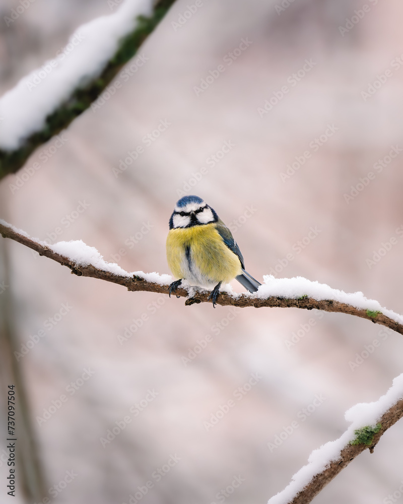 Obraz premium Eurasian blue tit perched on a snowy tree branch