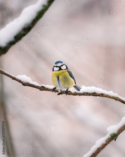 Eurasian blue tit perched on a snowy tree branch