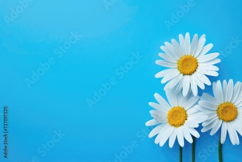 White daisies on a light blue. The flowers are arranged side  empty space left on the other side.