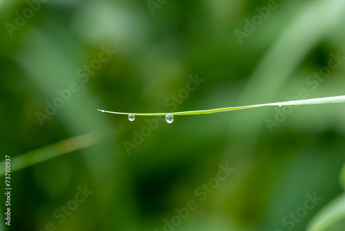 Two small, solitary dew water drop at the end of the stem of a green grass on light green background with bokeh. Artistic image of the beauty and purity of the environment.