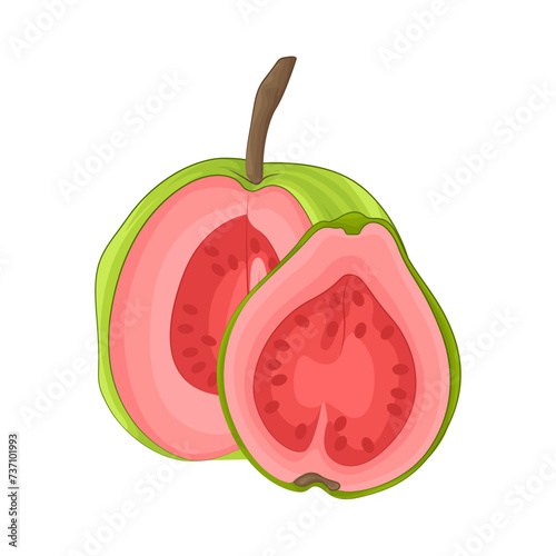 Illustration of guava 