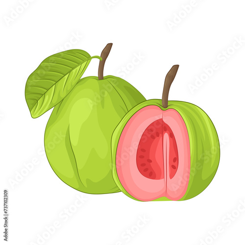 Illustration of guava 