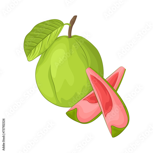 Illustration of guava 