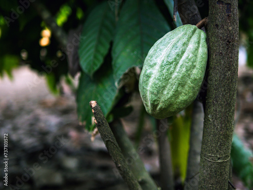 Green Cocoa pods grow on trees. The cocoa tree,Theobroma cacao with fruits, Raw cocoa cacao tree plant fruit plantation