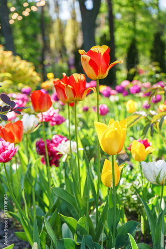 Different colors tulip flowers blooming in flowerbed in garden on sunny day. Red  yellow and white tulips flowers with green leaves in meadow  park outdoor. Nature  spring  floral background.