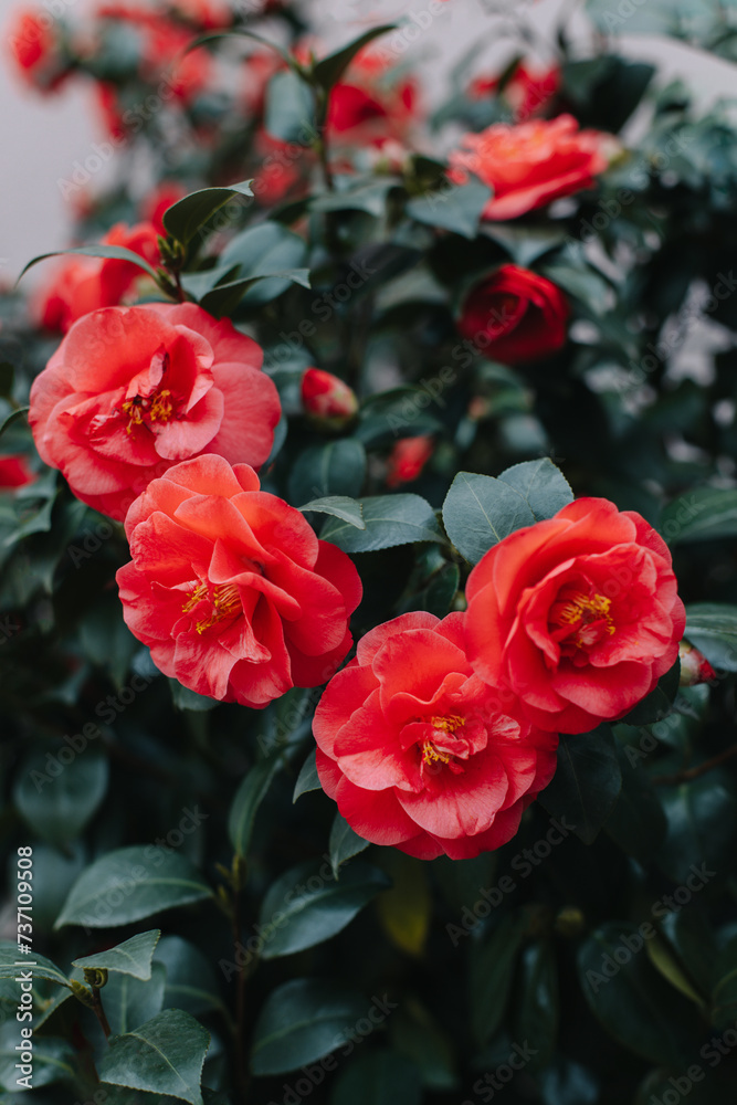Beautiful pink Camellia flowers in a garden.
