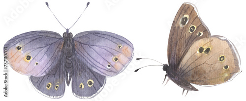 Common Ringlet Butterfly. Watercolor hand drawing painted illustration.