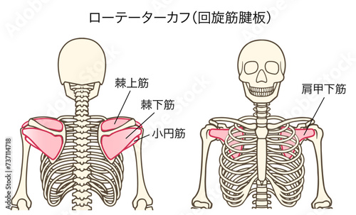 ローテーターカフ、回旋筋腱板の説明図（棘上筋、棘下筋、小円筋、肩甲下筋）