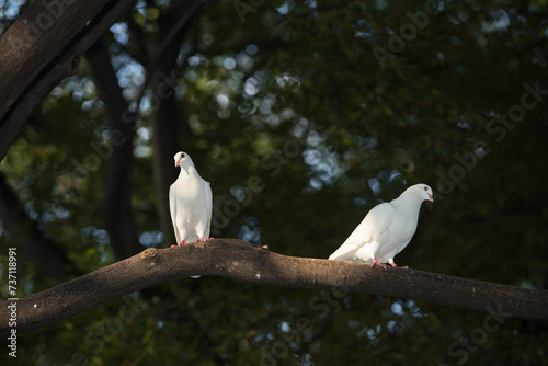 white dove on treetop