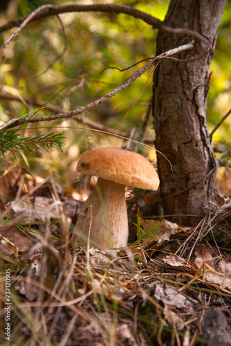 Porcini mushroom growing in pine tree forest at autumn season..