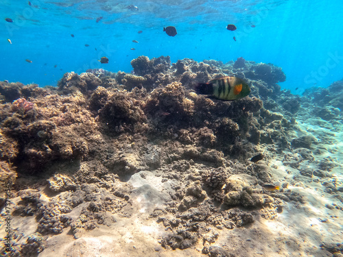 Big Broomtail wrasse (Cheilinus lunulatus) at coral reef.. photo