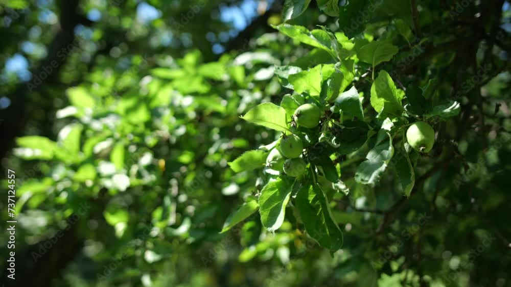 Green Apples Ripening on a Leafy Branch in a Summer Orchard Green Apples Ripening on a Leafy Branch in a Summer Orchard