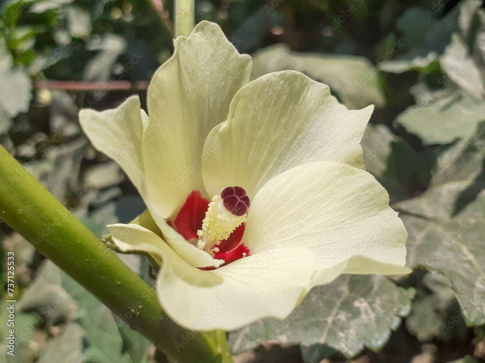 Obraz premium Okra flower plant or abelmoschus esculentus with blurred background in sun light. 