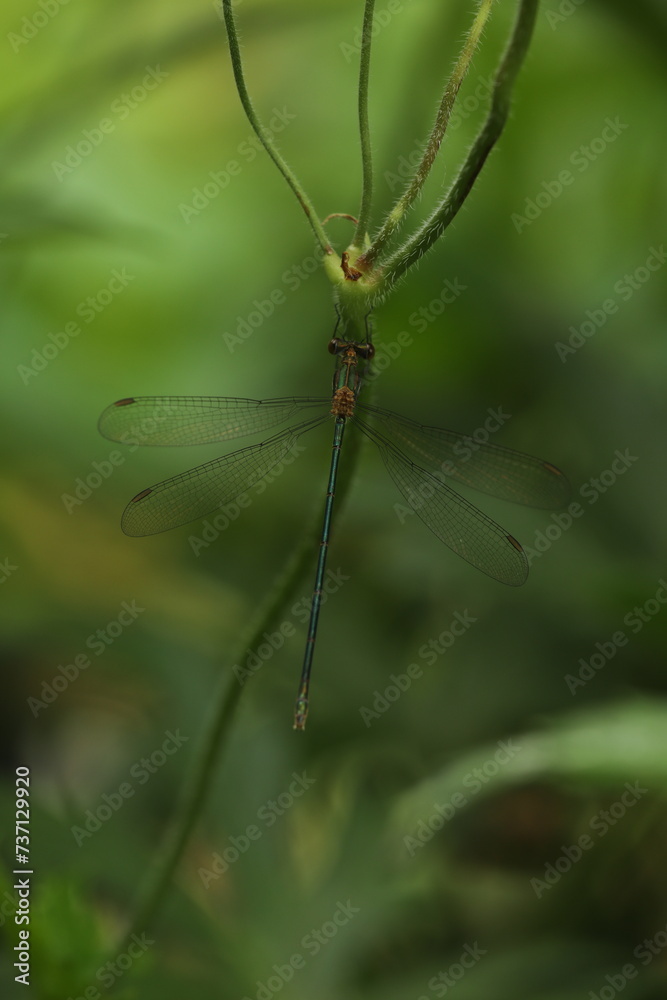 Spreadwings damselfly dragonfly 