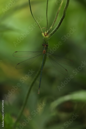 Spreadwings damselfly dragonfly  © Papilio