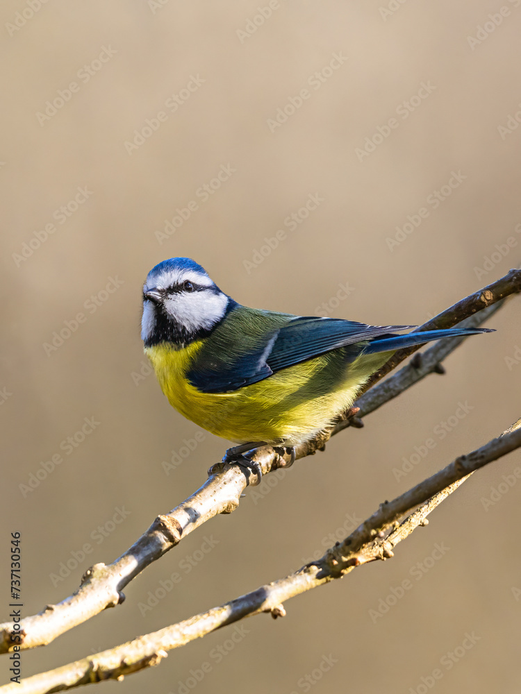 Fototapeta premium Blue Tit, Cyanistes Caeruleus, bird in forest at winter time