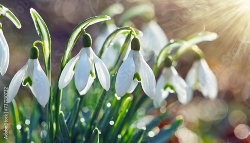 spring snowdrops on bokeh background in sunny garden
