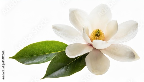 tender white magnolia grandiflora flower isolated © Marsha