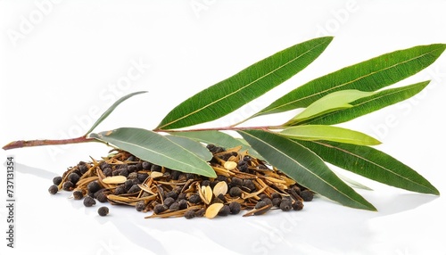 tea tree melaleuca twig with dried leaves and seeds isolated on white background photo