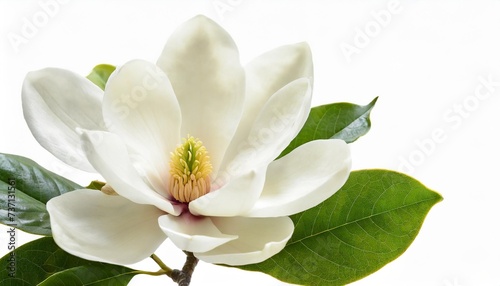 bloomimg white magnolia flower isolated on white background © Marsha