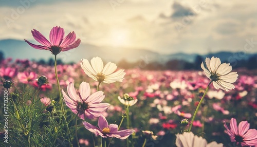 vintage landscape nature background of beautiful cosmos flower field on sky with sunlight in spring vintage color tone filter effect