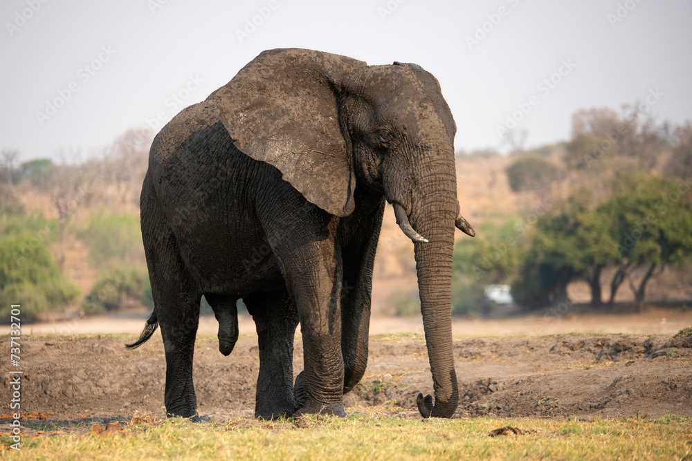Obraz premium a big elephant at Chobe National Park in Botswana