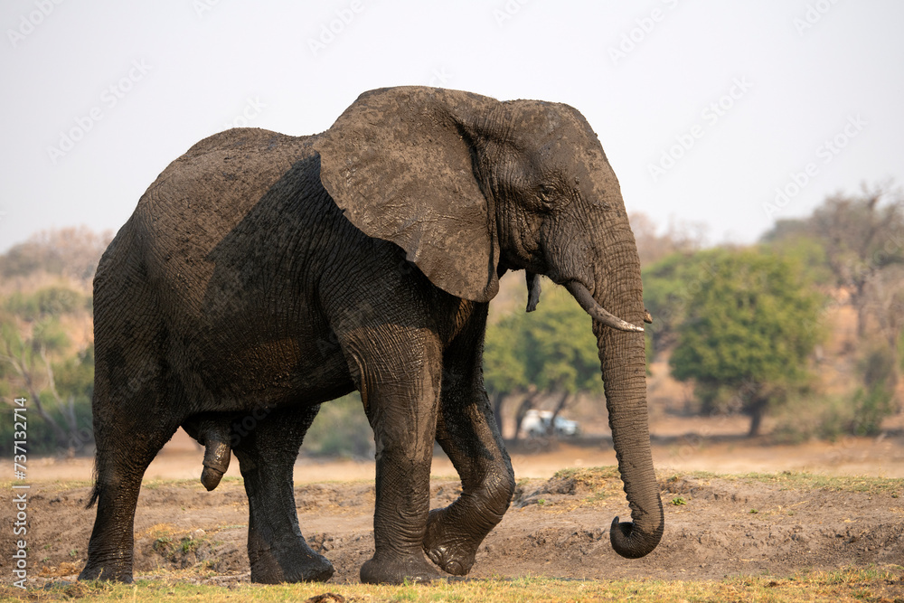 Fototapeta premium a big elephant at Chobe National Park in Botswana
