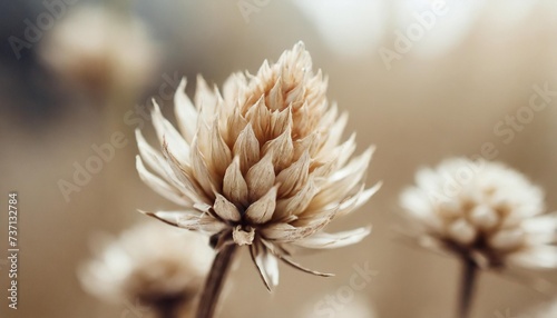 beautiful romantic lovely wedding dried flower spike bud with neutral beige blur background macro