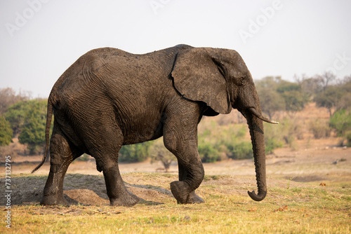 a big elephant at Chobe National Park in Botswana