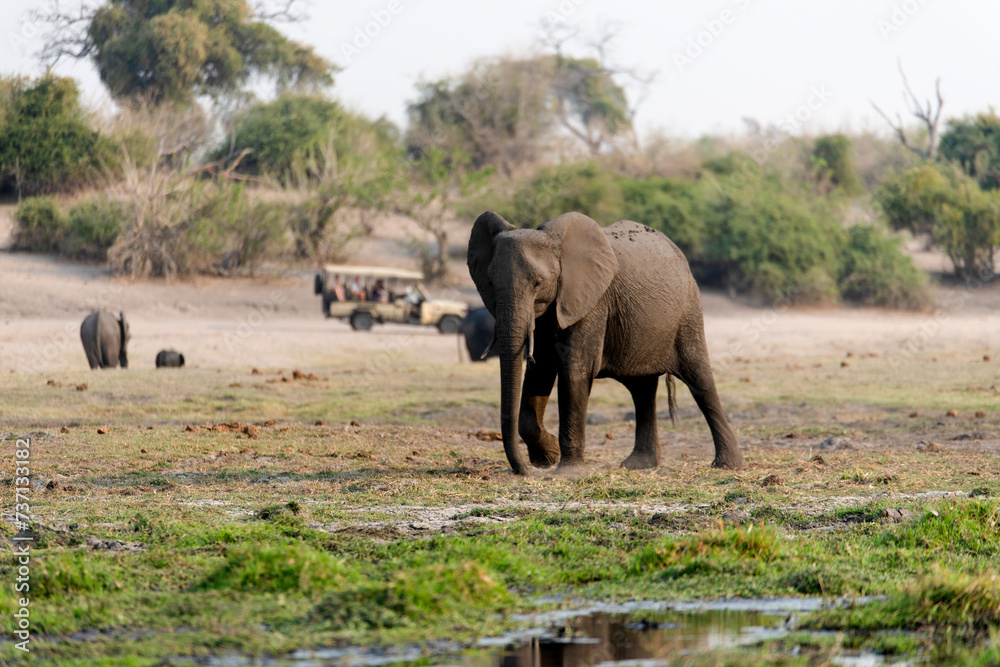 View of elephants at safari in Chobe National Park, Botswana