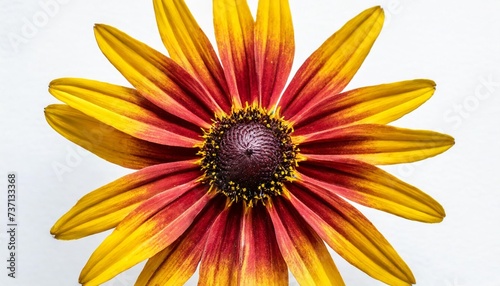 one beautiful colorful rudbeckia flower close up top view on a white isolated background