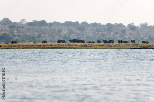 A group of elephants at Chobe National Park in Botswana photo