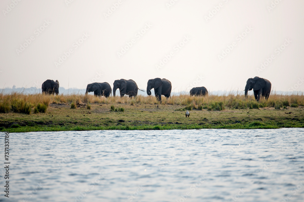A group of elephants at Chobe National Park in Botswana A group of elephants at Chobe National Park in Botswana