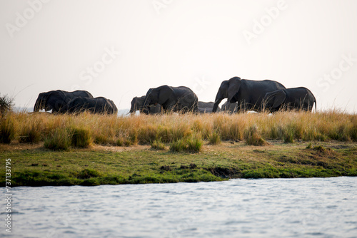 A group of elephants at Chobe National Park in Botswana