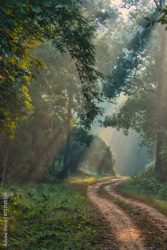 Obraz premium Forest morning mist