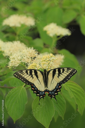 Eastern tiger swallowtail butterfly on pagoda dogwood flowers