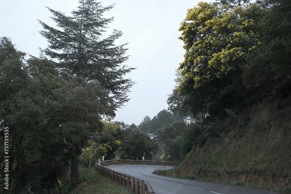 Route forêt brume mimosa