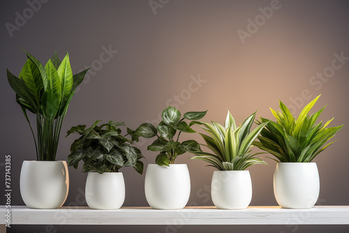 Indoor plants in pots. Chamaedorea, Aloe, Haworthia. Eco house. Green corner. Houseplants background © Aleksandr