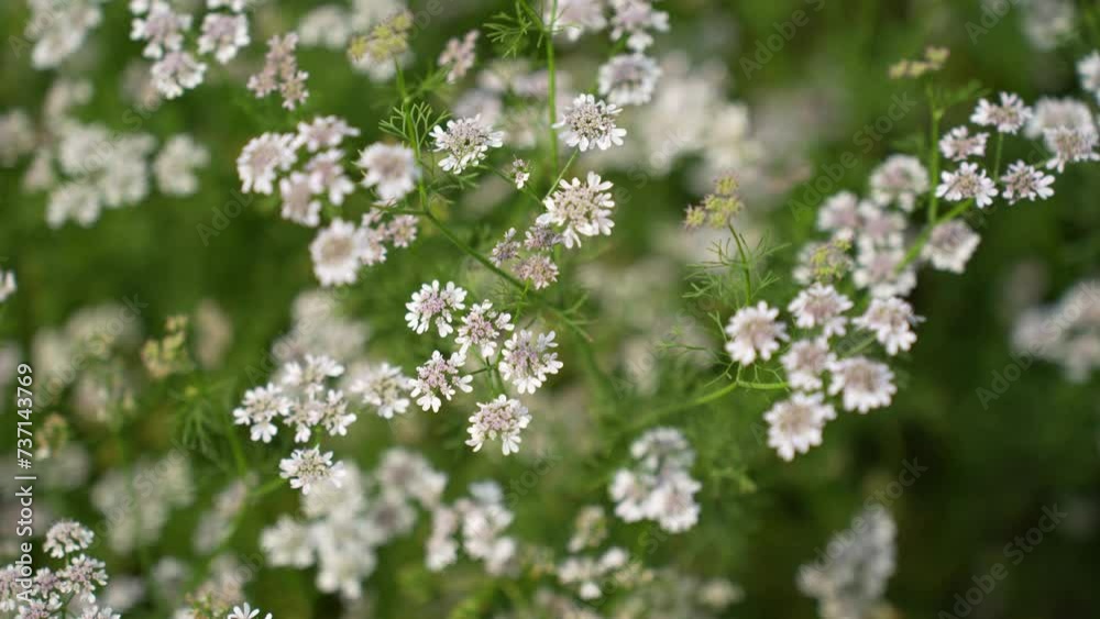 Coriander plant flowers blooming in a serene garden, adding a touch of freshness and aroma to your culinary delights Coriander plant flowers blooming in a serene garden, adding a touch of freshness and aroma to your culinary delights