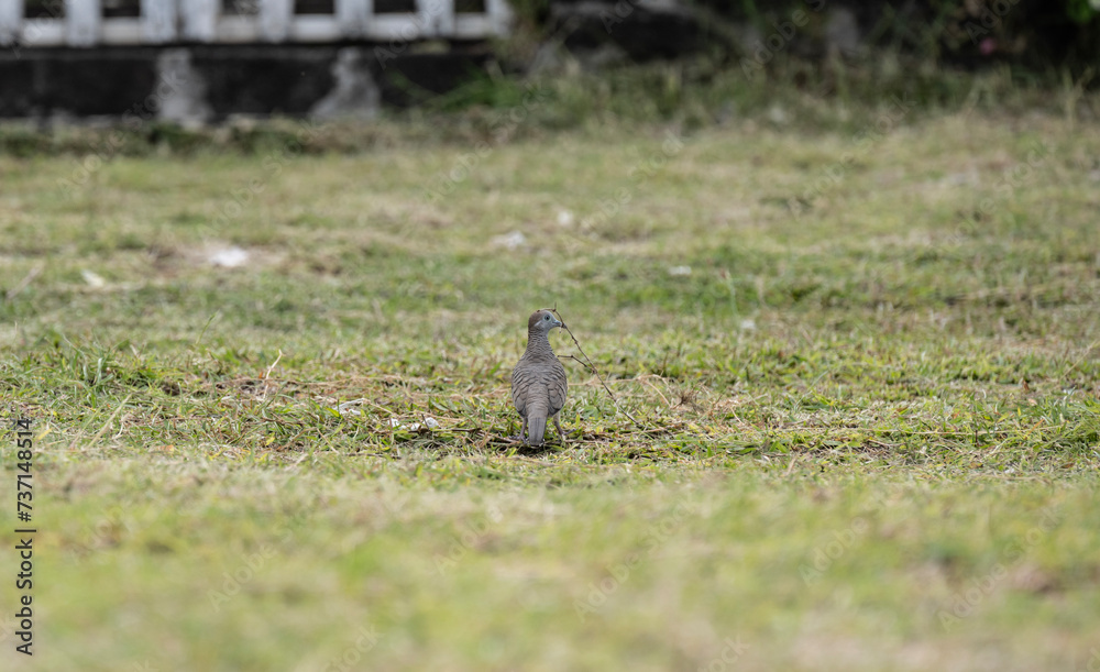 Striped Dove bird in natural conditions on a sunny day on the island of Mauritius