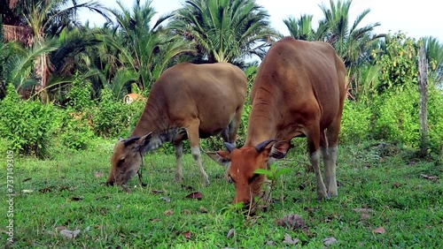 Bali cattle (Bos sondaicus) is one of Indonesia's original and pure cattle breeds. 
was eating green grass in the morning.
 photo