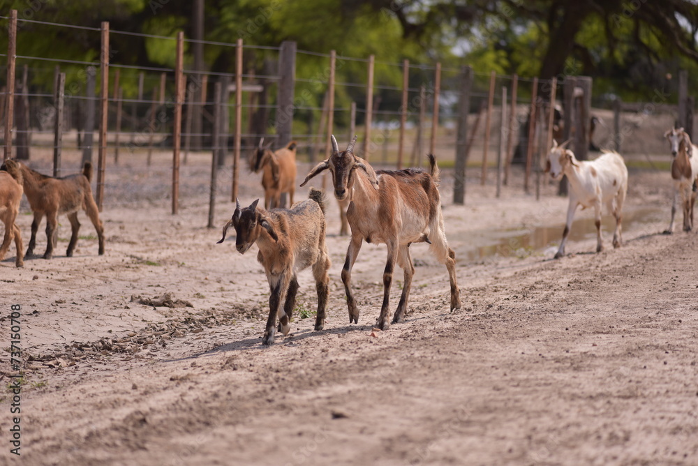Goats Goats