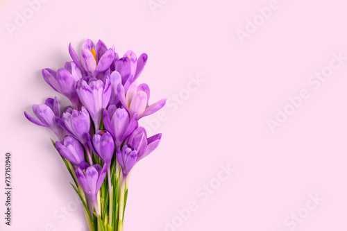 Composition of purple crocus flowers on purple background. Flat lay, top view, copy space.