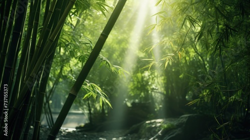 Lush bamboo forest  where sunlight filters through the dense canopy