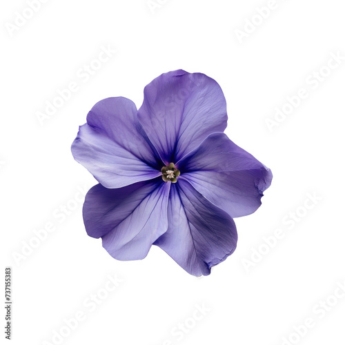 blue flowers isolated on white background