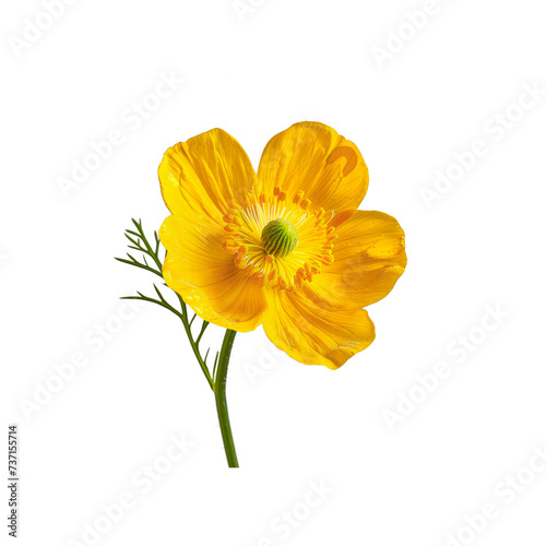 yellow daffodil isolated on white background
